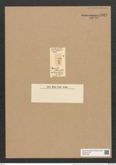 Plagiogramma atomus Grev. (de-Toni-Nr.: Genus 83, Species 2933) Zeichnungen Sammlung Grunow Nr. 5927 (NHMW-BOT-W0374392)
